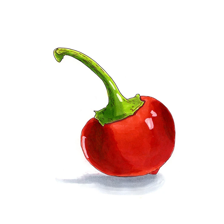 Cherry pepper illustrated in watercolor and ink on a white background