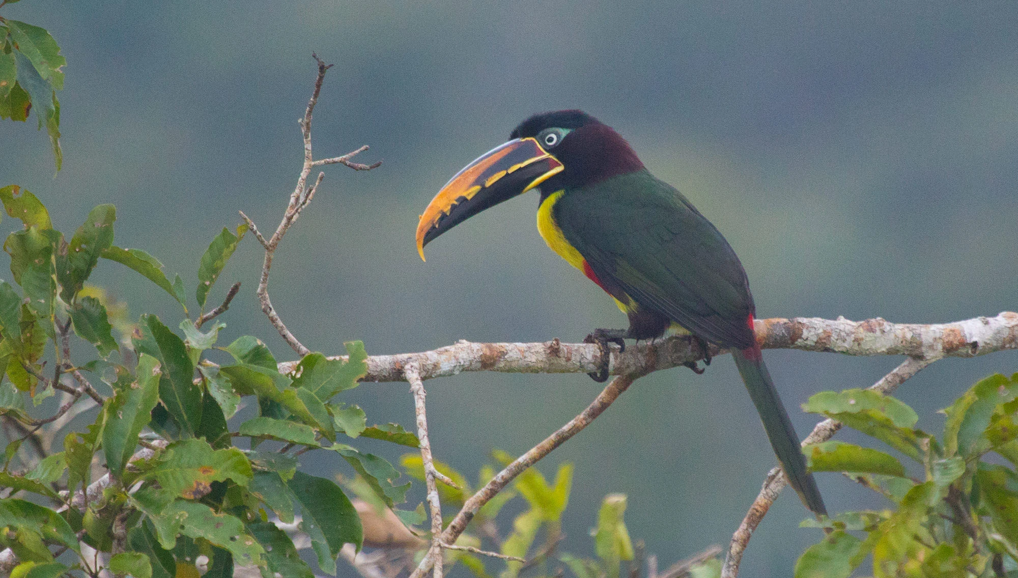 Chestnut-eared Aracari