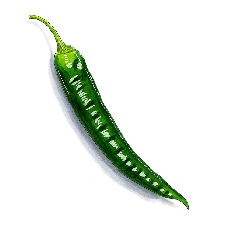 Chilaca pepper illustrated in watercolor and ink on a white background