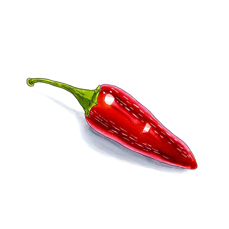 Chile Rayado pepper illustrated in watercolor and ink on a white background