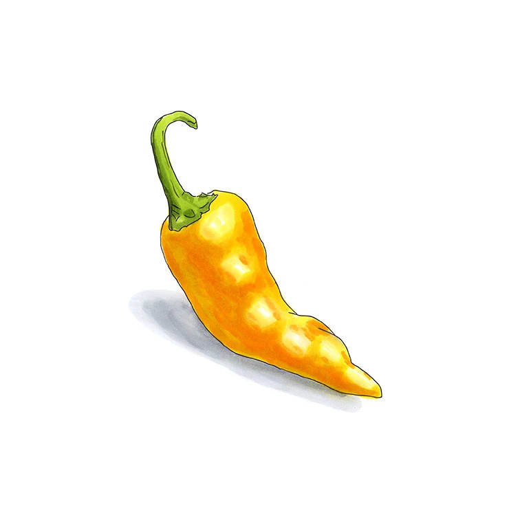 Chilhuacle Amarillo pepper illustrated in watercolor and ink on a white background