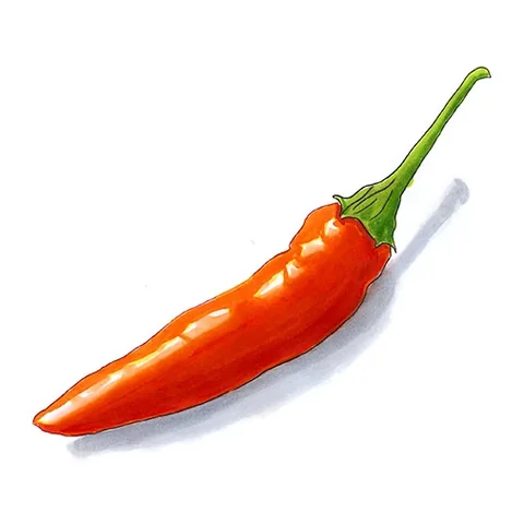 Watercolor illustration of a slender red Capsicum frutescens pepper