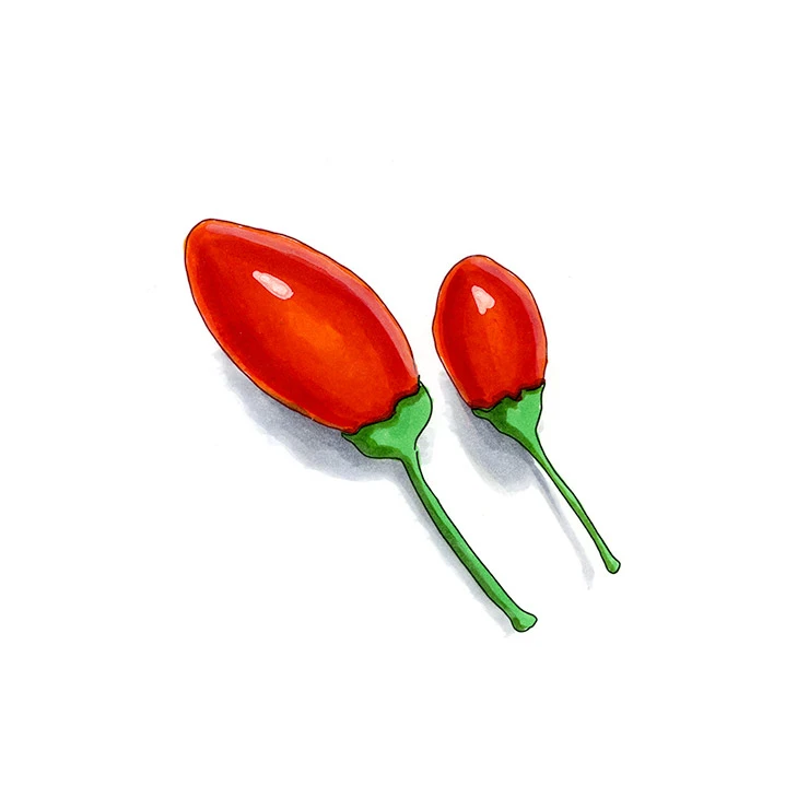 Chiltepin pepper illustrated in watercolor and ink on a white background