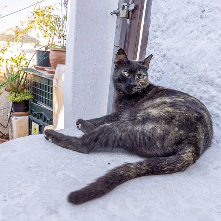 Chimera cat near the Acropolis in Athens, Greece, its facial coloration split vertically into two distinct halves.