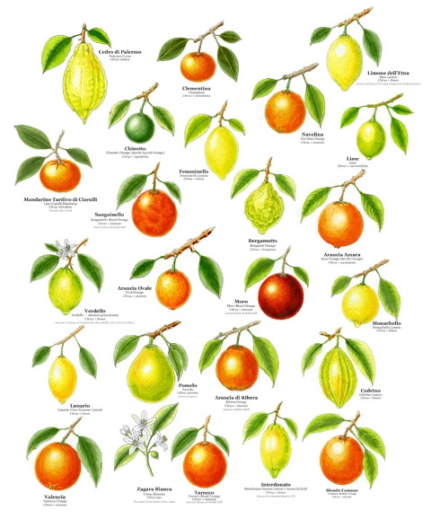 Hand-illustrated poster of the twenty-four citrus of Sicily