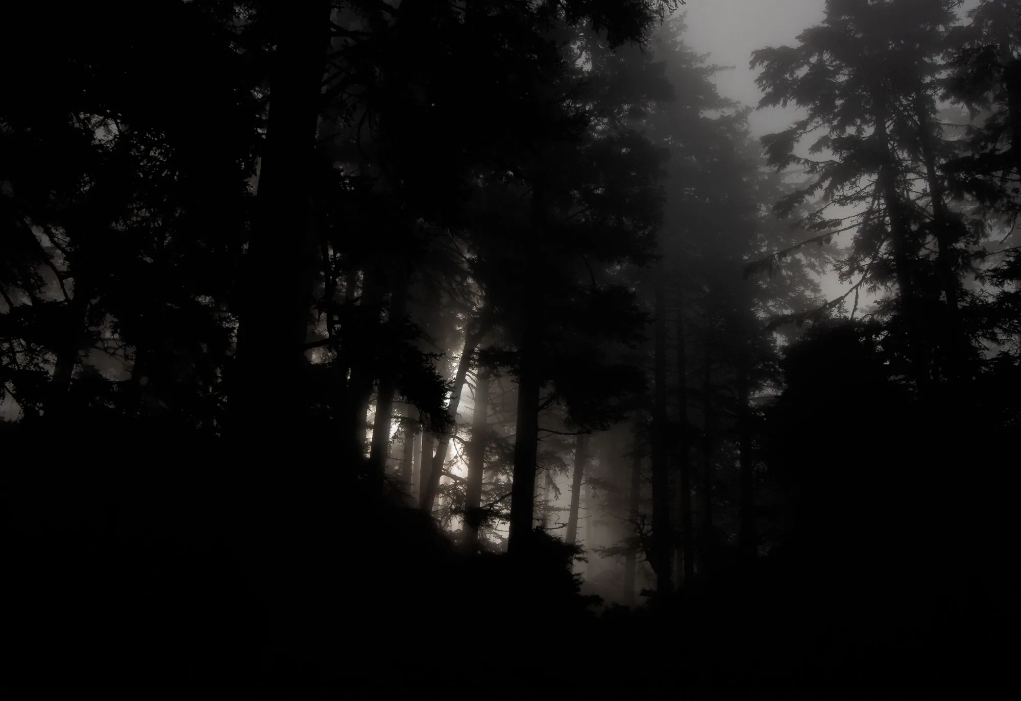 Quiet and dark forest in Clayoquot Sound, British Columbia