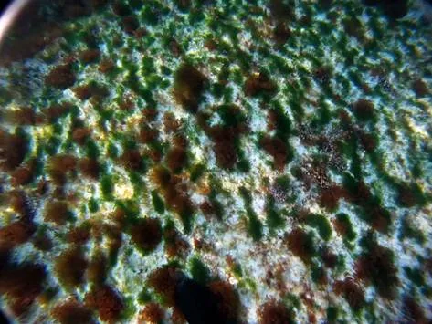 coral reefs in the Bahamas