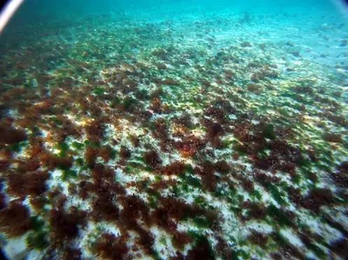 Underwater view of a degraded, algae-patched seafloor at Baker's Bay