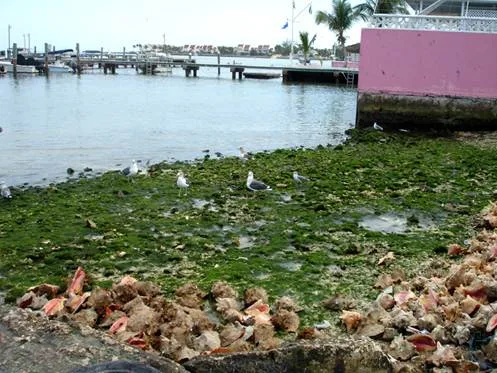 Coral Reef Pathology
