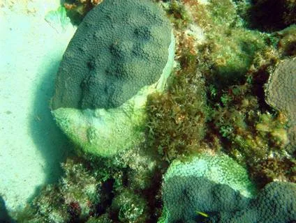 Reef Life and Death - White Plague Disease
