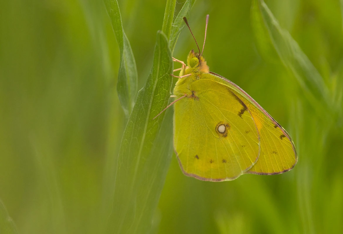 Clouded Yellow Butterfly (Colias croceus), Sečovlje Salina Nature Park, Piran, Slovenia