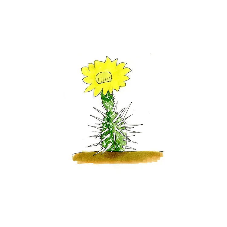 Watercolor illustration of a club cholla (Grusonia clavata), a small spiny stem crowned by a large yellow flower.