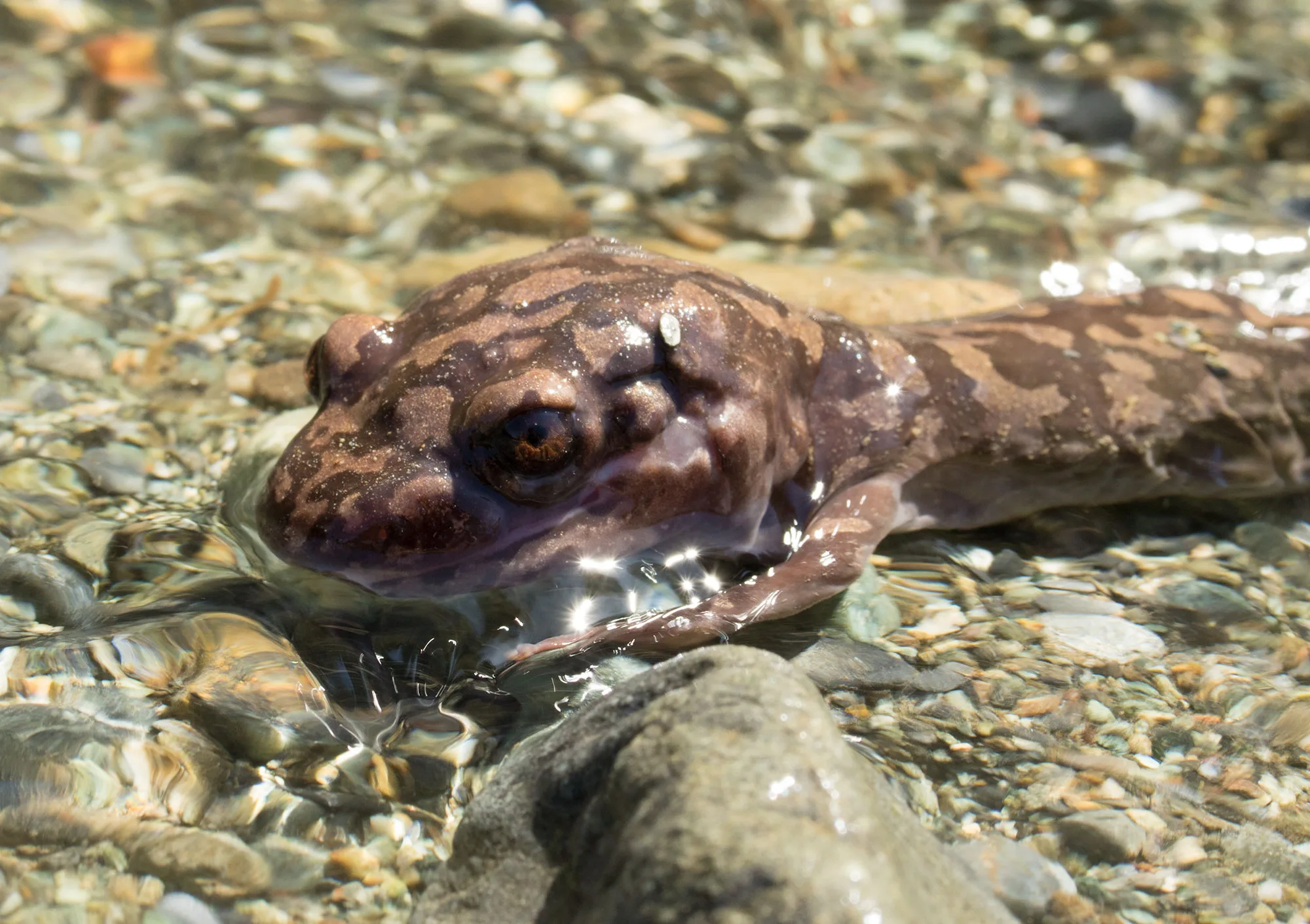 A coastal giant salamander (Dicamptodon tenebrosus), head marbled brown, resting in a clear pebbly stream