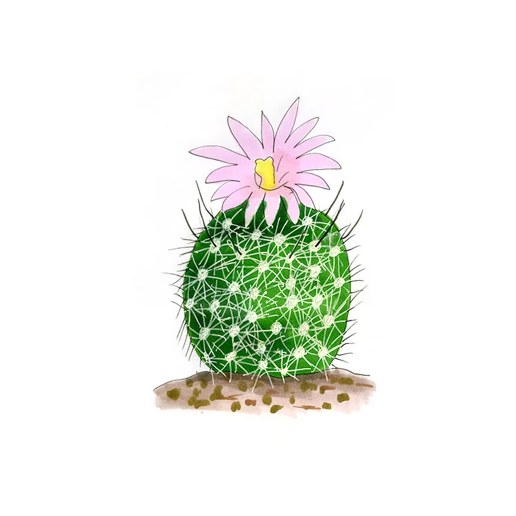 Watercolor illustration of a cob beehive cactus, a round green cactus covered in white spines with a pink flower on top.