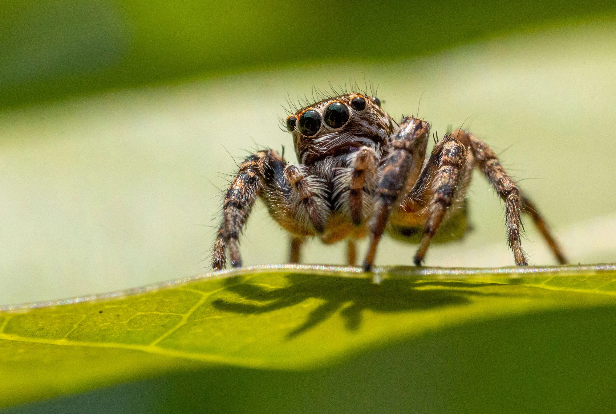 A vividly marked jumping spider crouches on a leaf near Tayrona National Park, Colombia. Its large front eyes glisten with curiosity, while its iridescent green and orange markings flash against the blurred tropical foliage behind it.