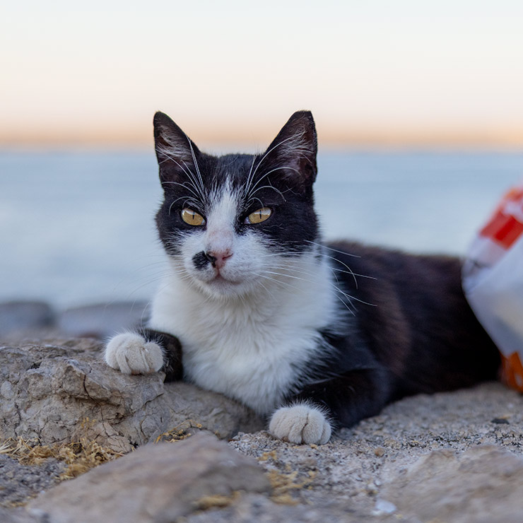 Black and white colony cat resting on coastal rocks in Sicily at dusk, beside a bag of food left by colony caretakers.