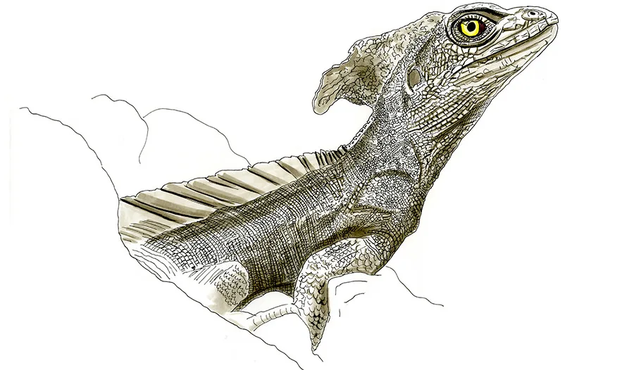 Copic and watercolor sketch of Common Basilisk (Basiliscus basiliscus)