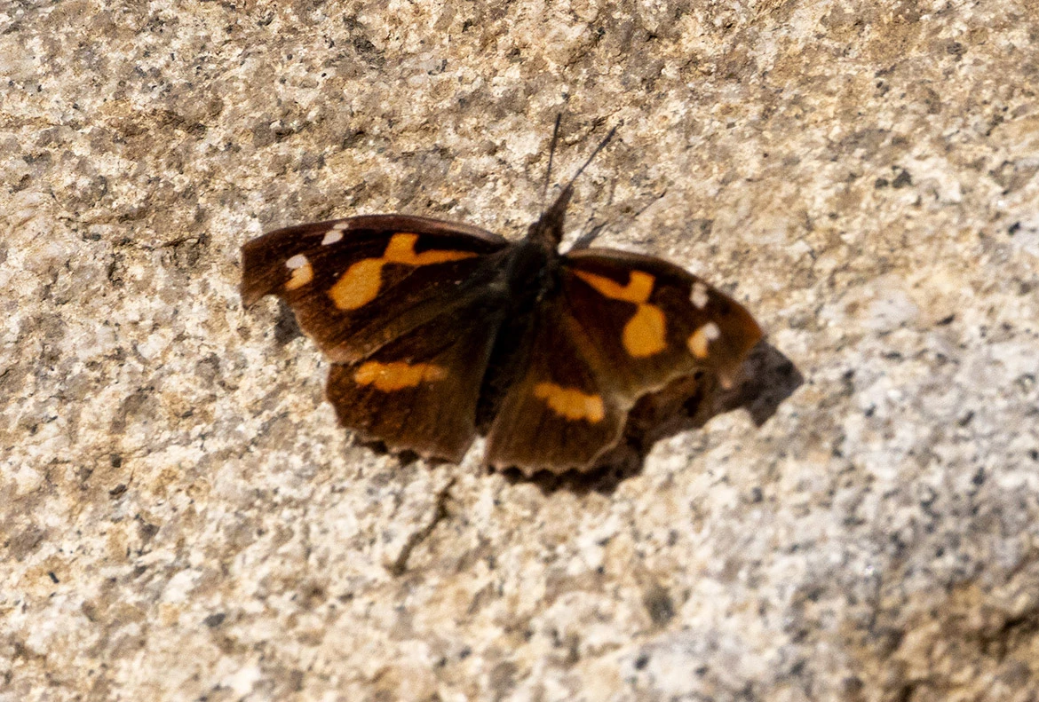 Common Beak (Libythea lepita), Ganghwa Island, South Korea