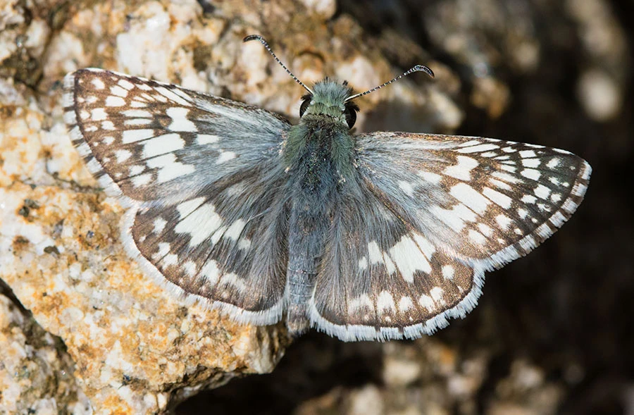 Common Checkered Skipper (Burnsius communis), Madera Canyon, Arizona