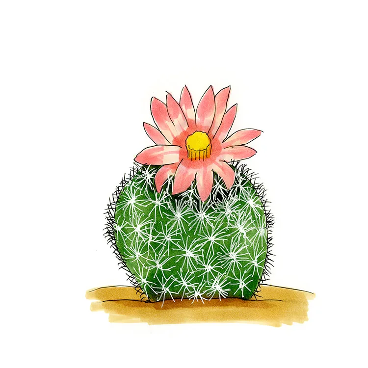 Watercolor illustration of a common fishhook cactus (Mammillaria tetrancistra), a round white-spined cactus with a salmon flower.