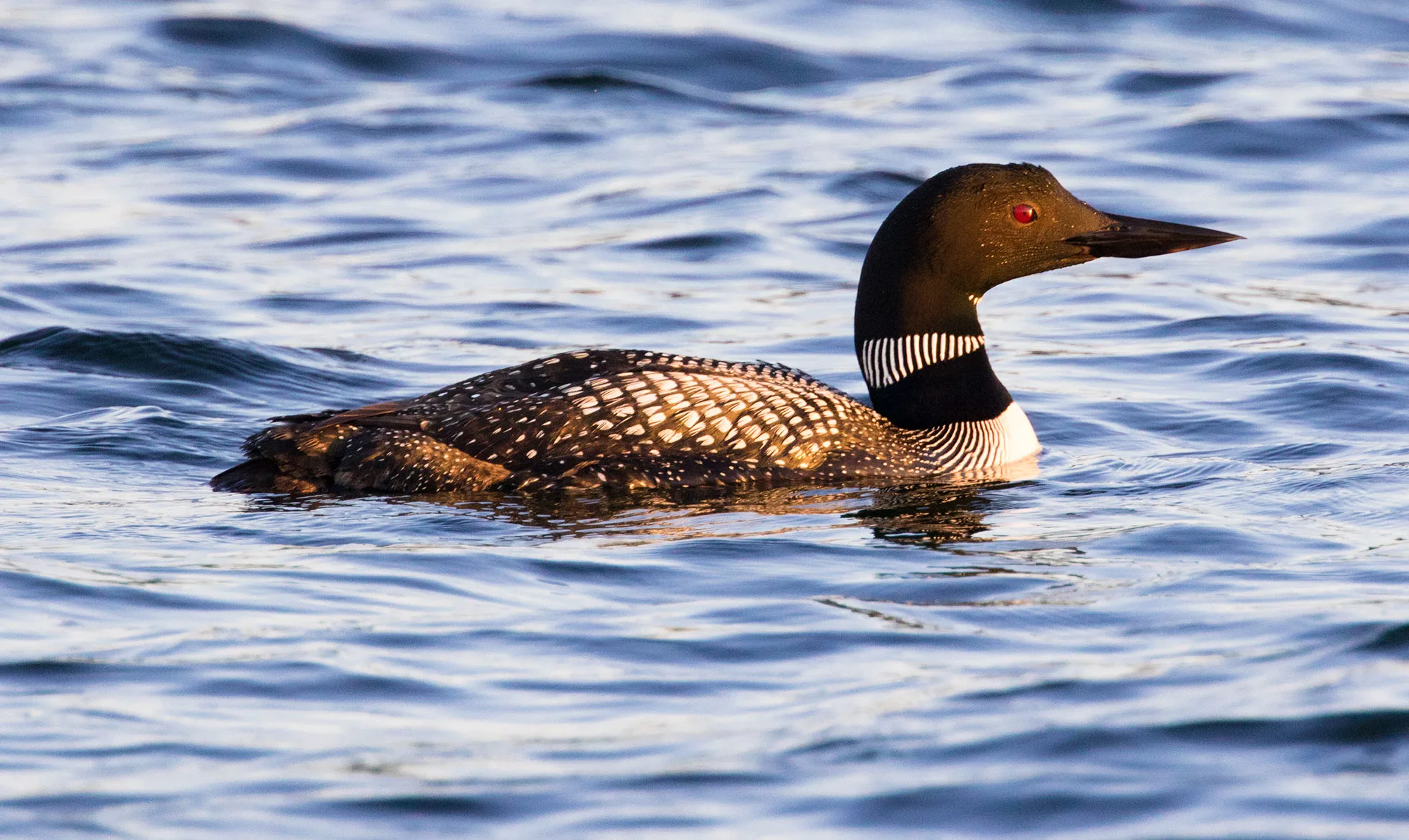 A common loon (Gavia immer) in black-and-white breeding plumage swimming on Lake Minnetonka.
