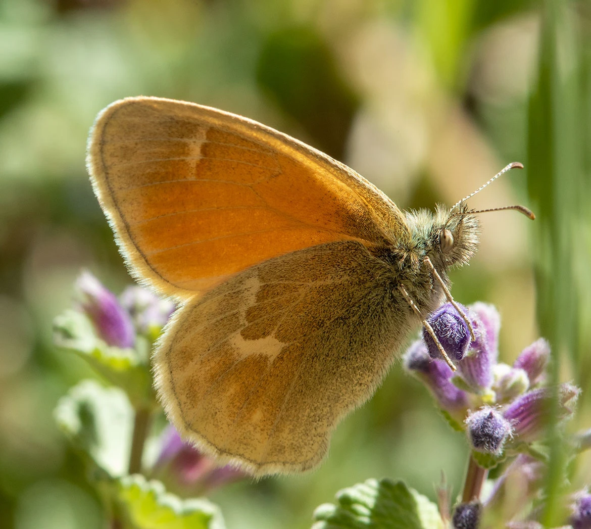 Common Ringlet (Coenonympha tullia), Summer Lake, Oregon