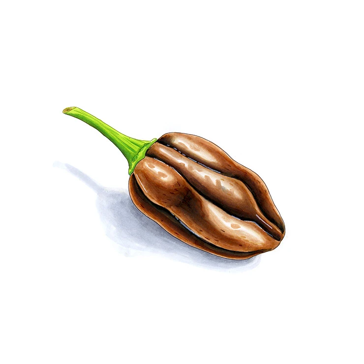 Congo Black pepper illustrated in watercolor and ink on a white background