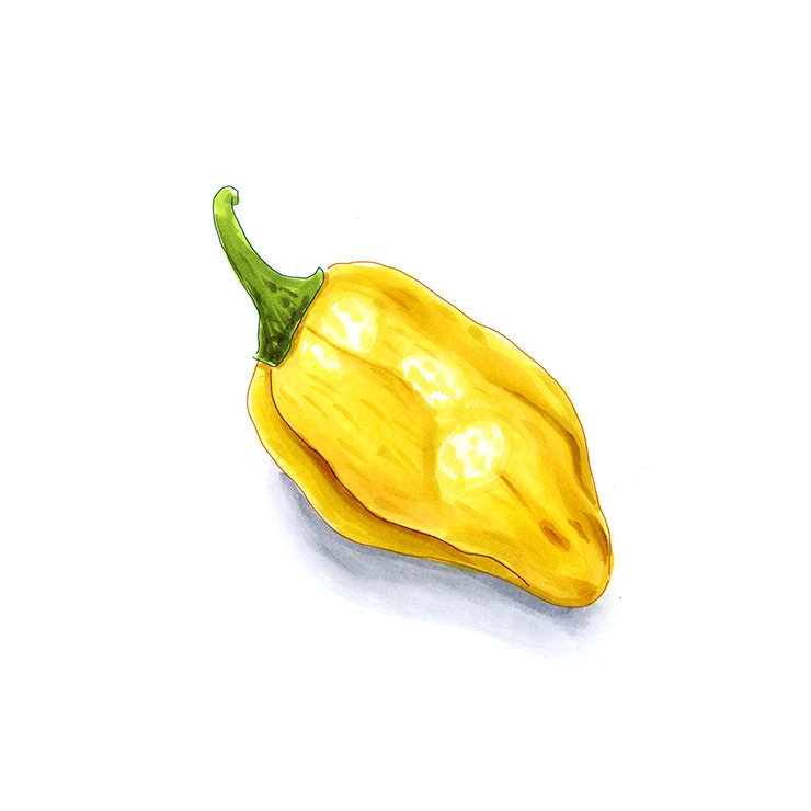 Congo pepper illustrated in watercolor and ink on a white background
