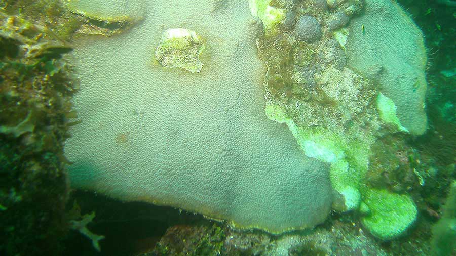 Coral Diseases present at Bakers Bay