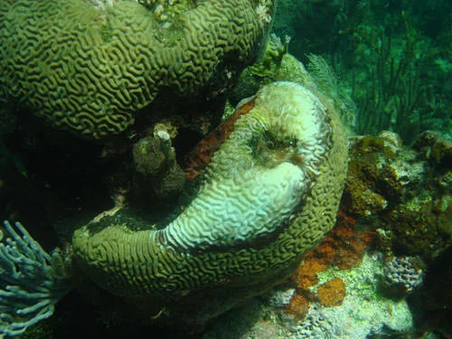 Coral Disease