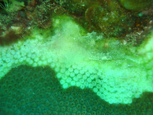 Coral Stress
