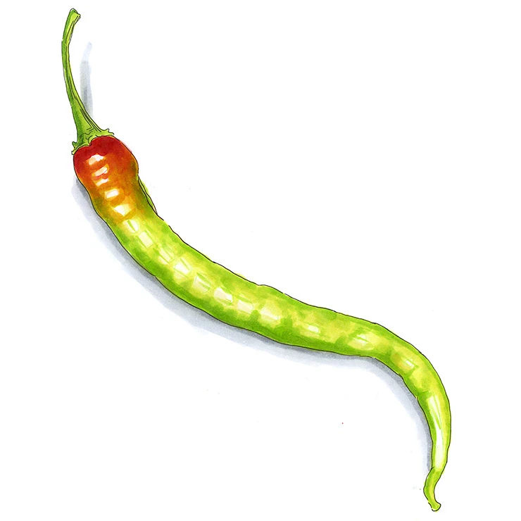 Corbaci pepper illustrated in watercolor and ink on a white background