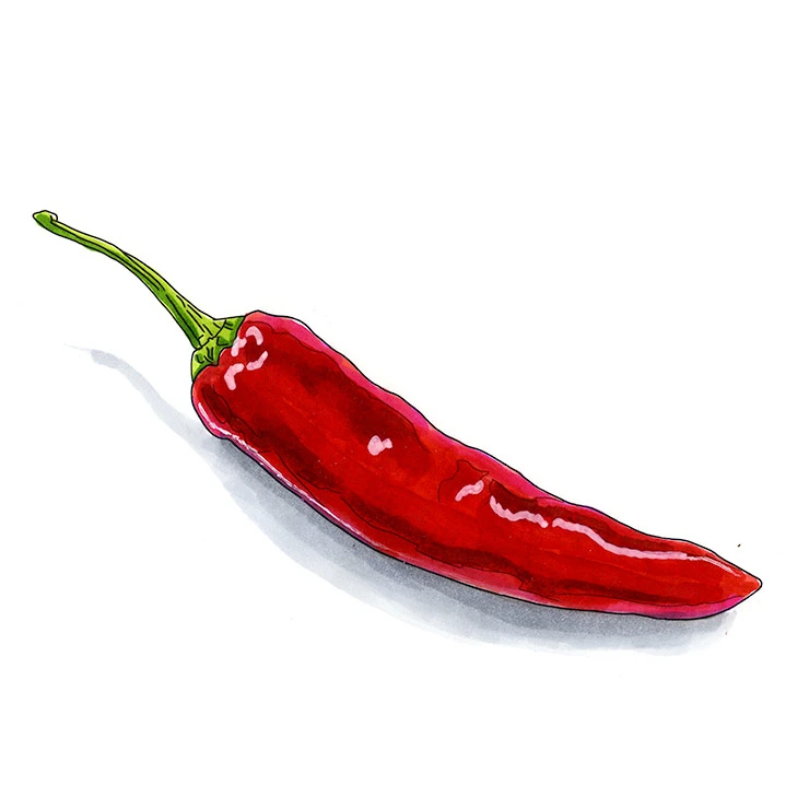 Corno di Toro pepper illustrated in watercolor and ink on a white background