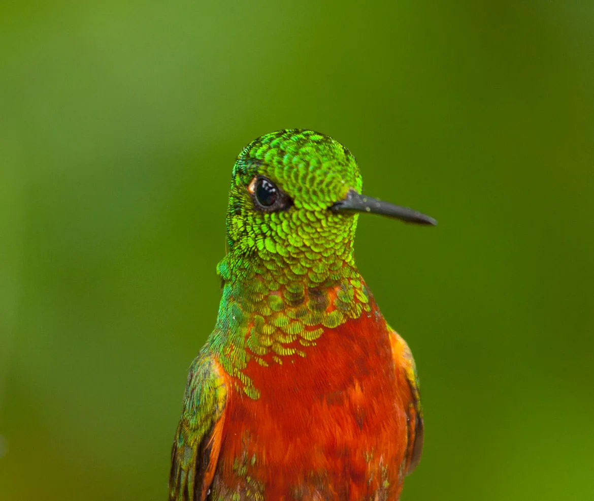 A chestnut-breasted coronet (Boissonneaua matthewsii), a green hummingbird with an orange breast, on the eastern Andean slope of Ecuador.