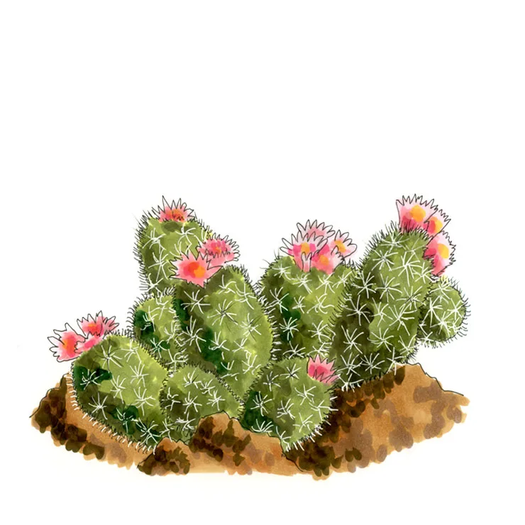 Watercolor illustration of a foxtail cactus (Coryphantha alversonii), a clump of white-spined stems with pink flowers.