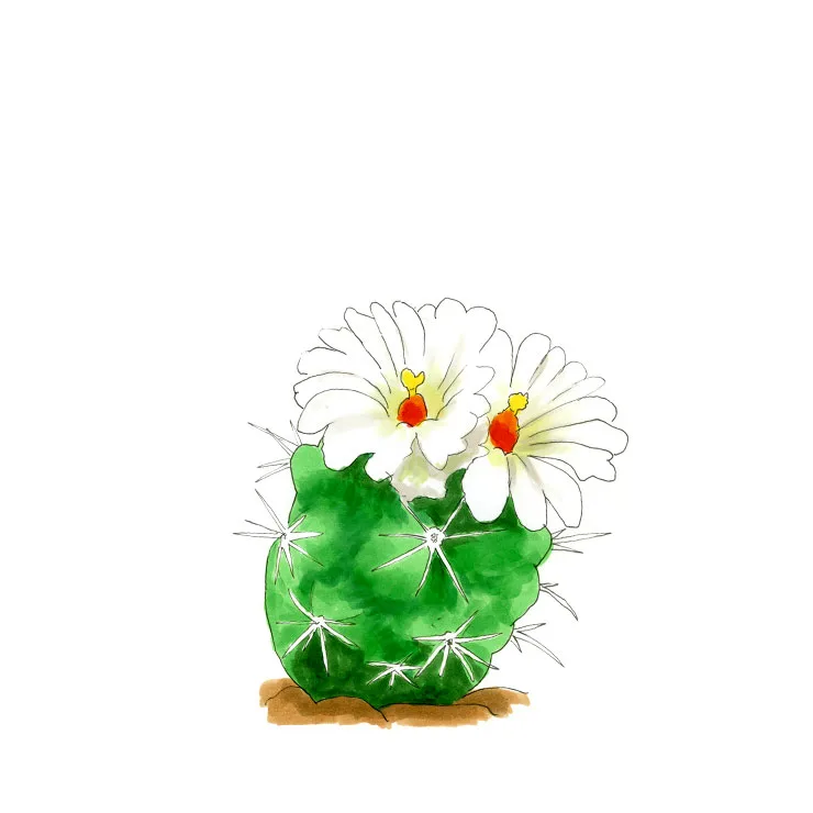 Watercolor illustration of a Pima pineapple cactus (Coryphantha robustispina), a small green mound with white flowers.
