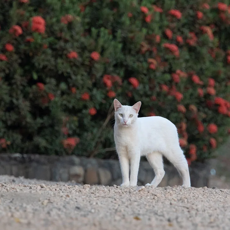 Country cat in a small rural town in Guanacaste Province, Costa Rica.