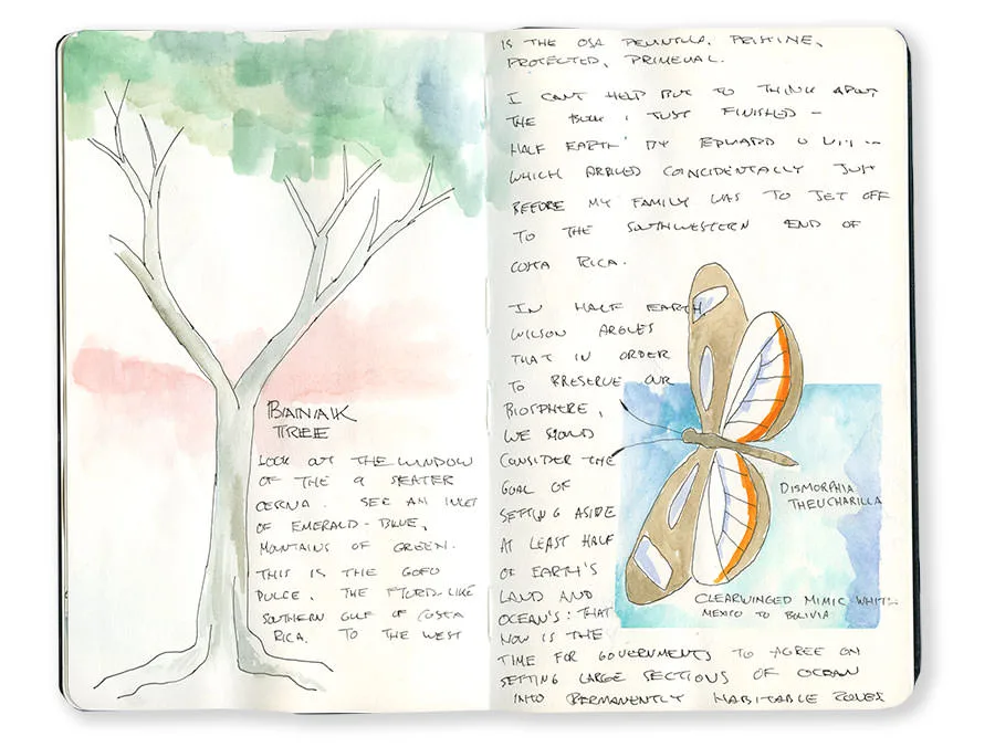Costa Rica sketchbook spread with a bare tree and a glasswing butterfly, with handwritten notes.