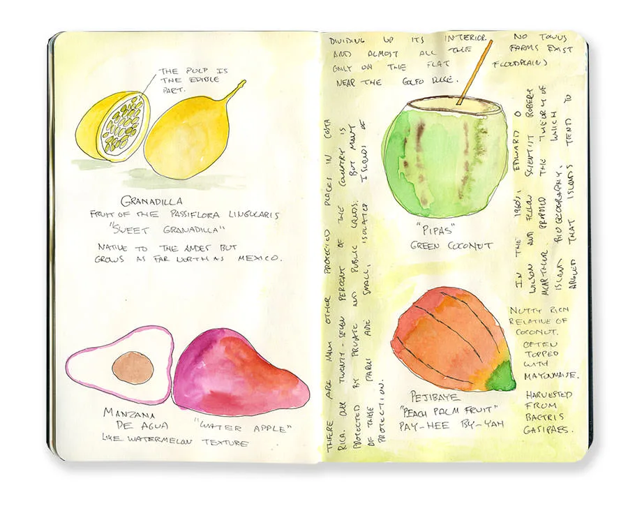 Costa Rica sketchbook spread of tropical fruits, including granadilla, green coconut, mamey and peach palm fruit.