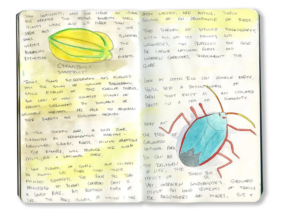Costa Rica sketchbook spread with a carambola fruit and a blue shield bug, with handwritten notes.