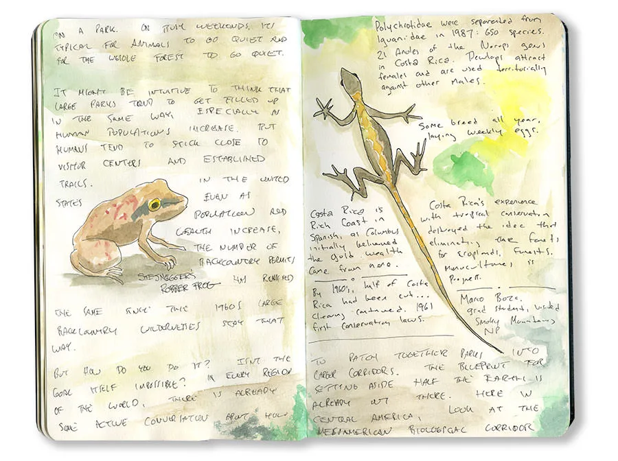 Costa Rica sketchbook spread with a frog and an anole, with handwritten notes on biological corridors.
