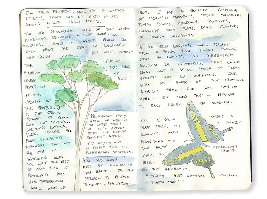Costa Rica sketchbook spread with a tall tropical tree and a swallowtail butterfly, with handwritten notes.