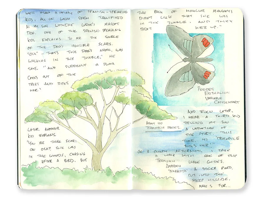 Costa Rica sketchbook spread with a flat-topped tree and a gray-winged butterfly, with handwritten notes.