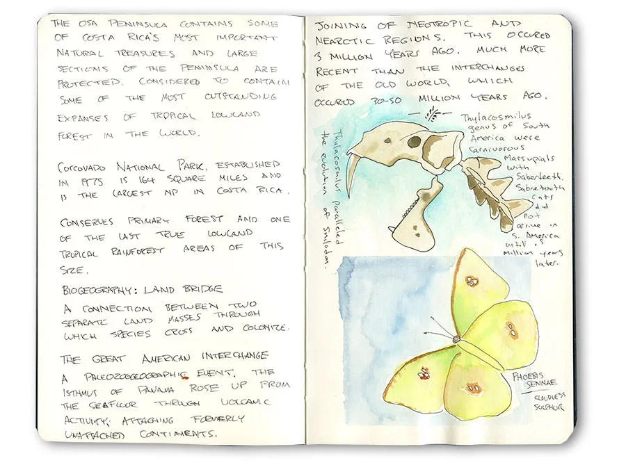 Costa Rica sketchbook spread with a fossil skull and a pale yellow sulphur butterfly, with notes on the Great American Interchange.
