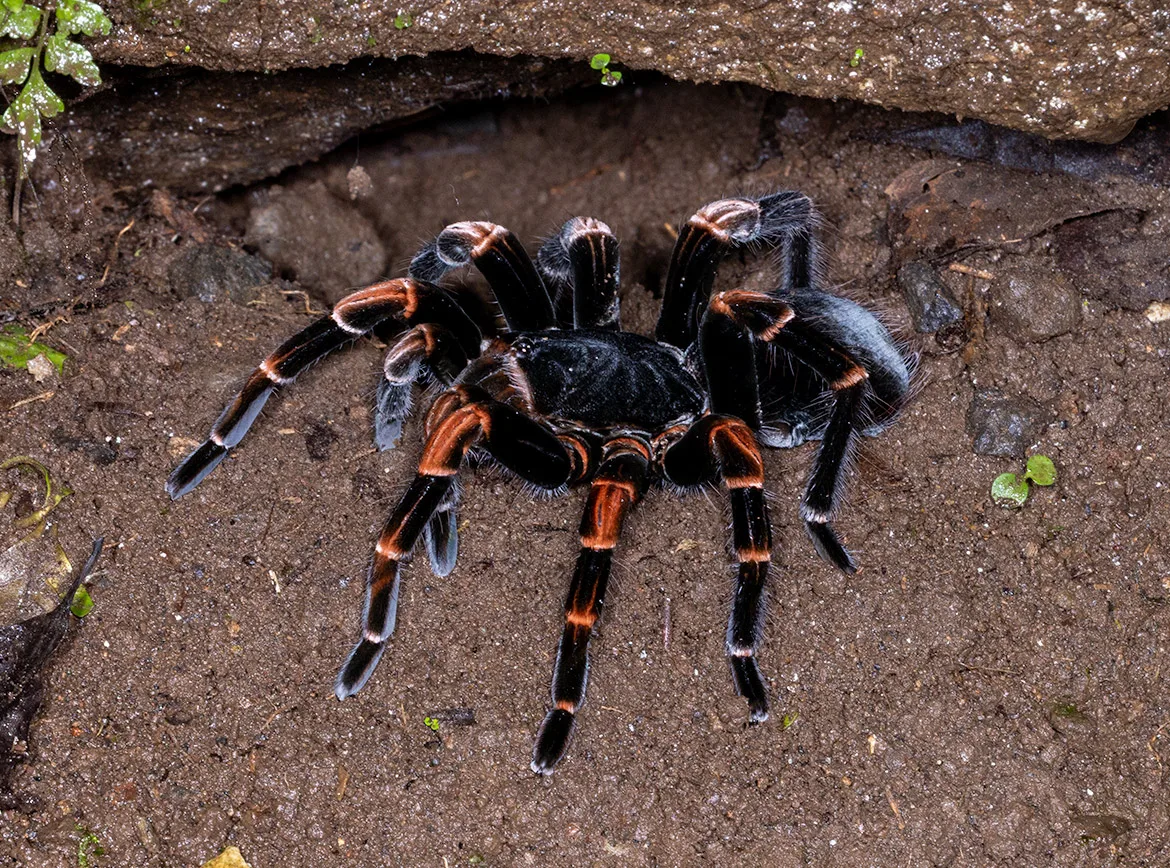 Costa Rican Red-leg Tarantula (Megaphobema mesomelas) in Cartago Province, Costa Rica at the mouth of a burrow