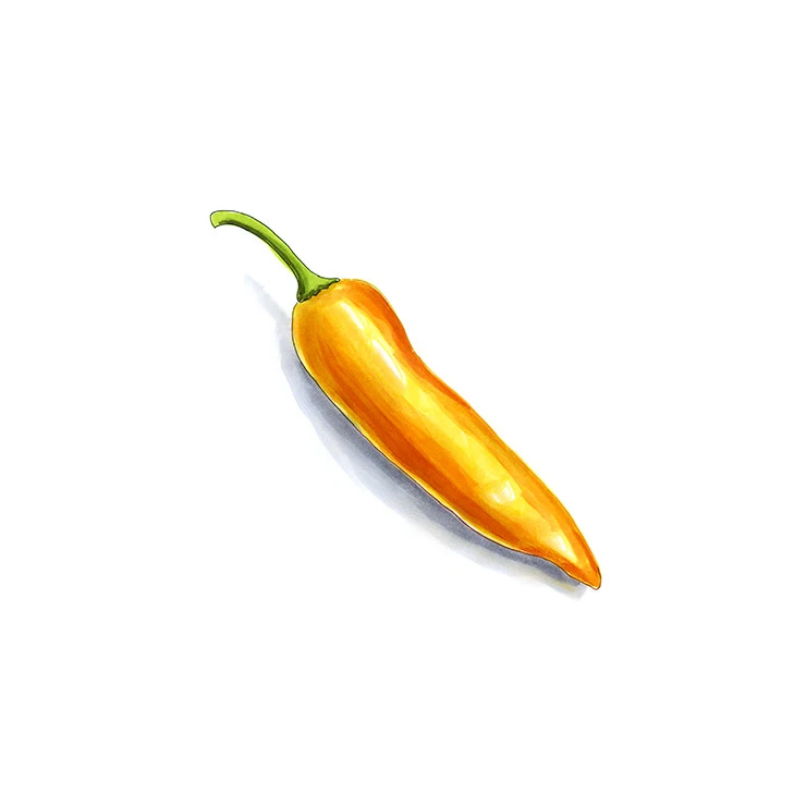 Costeño Amarillo pepper illustrated in watercolor and ink on a white background