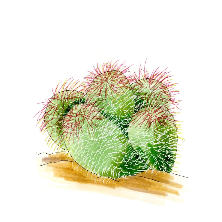Watercolor illustration of a cotton top cactus (Echinocactus polycephalus), a clump of round heads bristling with reddish spines.