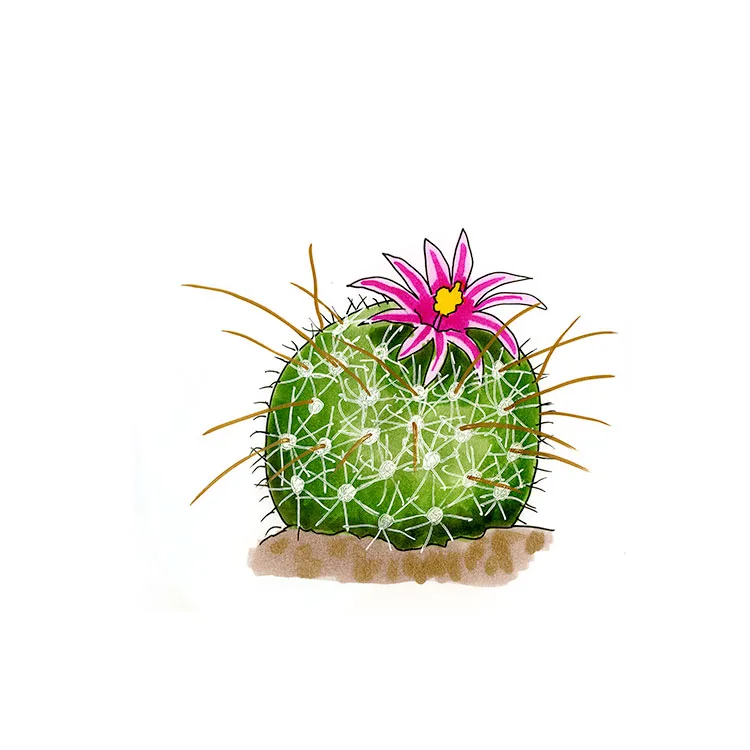 Watercolor illustration of a counterclockwise nipple cactus (Mammillaria mainiae), a round cactus with hooked spines and a pink flower.