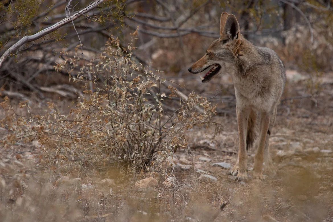 A coyote (Canis latrans) with its mouth open, standing among dry brush and bare branches.