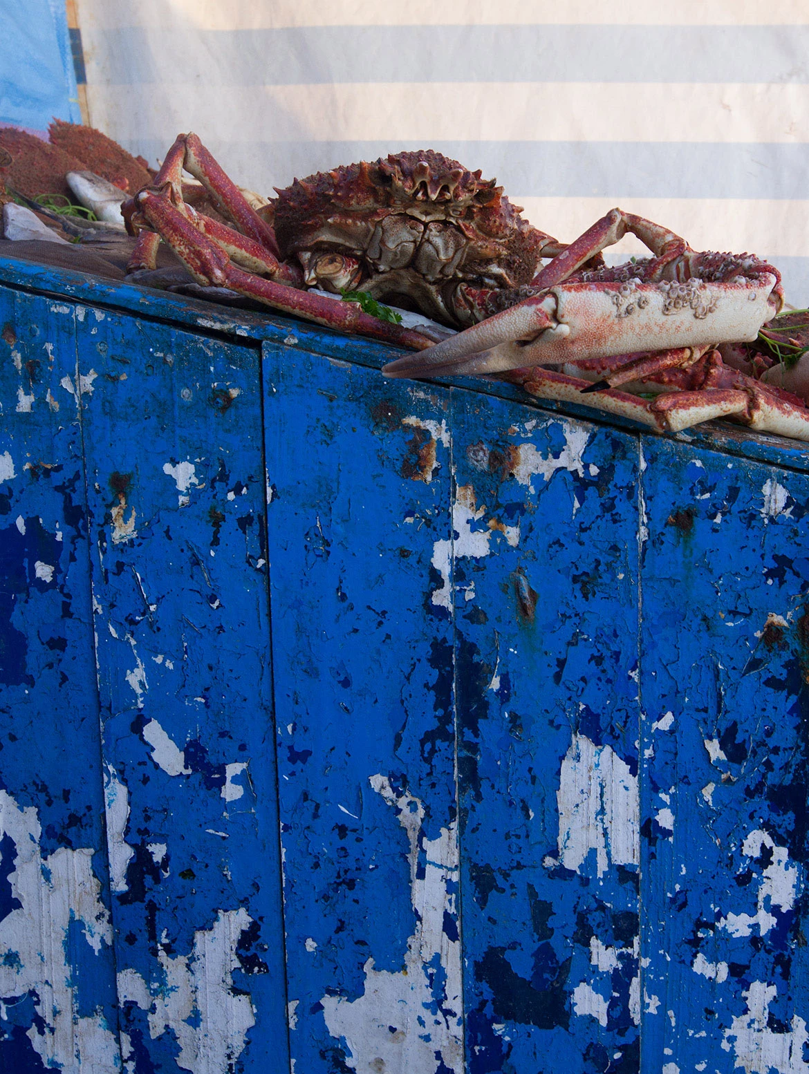 Fresh crab resting on a weathered blue wooden surface in Essaouira's harbor, Morocco